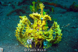 Rhinopias eschmeyeri	- Eschmeyer's scorpion fish by Paolo Rossi 
